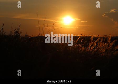 Questa immagine cattura un campo mozzafiato con erba alta e vegetazione sagomata contro un radioso tramonto dorato. La luce calda esalta la b della scena Foto Stock