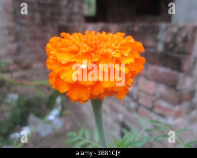 Una vivace foto ravvicinata mostra una calendula arancione in piena fioritura, adornata da delicate gocce di pioggia. Lo sfondo e' una parete di mattoni soffici e sfocati. Foto Stock