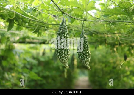 Due buongustai amari verdi pendono, mostrando la loro particolare consistenza di pelle spessa e sconnessa, su uno sfondo di lussureggianti viti verdi, foglie e supporto Foto Stock