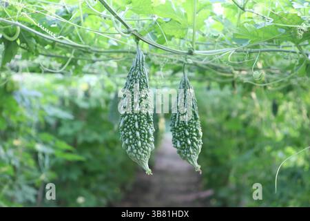 L'attenzione è concentrata su due buongustai amari verdi appesi alle loro viti, circondati da foglie e tendini, che creano un'immagine invitante e vivace di pro naturale Foto Stock