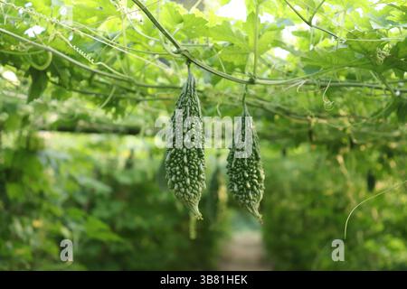 Questa immagine cattura due buongustai amari maturi e verdi chiari con le loro consistenze sconnesse, che pendono da vigneti verdeggianti in un giardino vivace, evidenziando Foto Stock