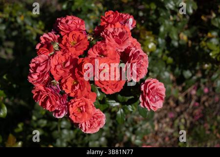 Fiori di rose rosse di Rosa L. Cherry Girl fioritura in agosto, pianta in fiore nella famiglia delle Rosaceae. Foto Stock