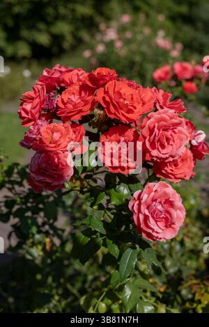 Rose rosse, fiori in fiore di Rosa L. Cherry Girl, pianta in fiore della famiglia delle Rosaceae. Foto Stock