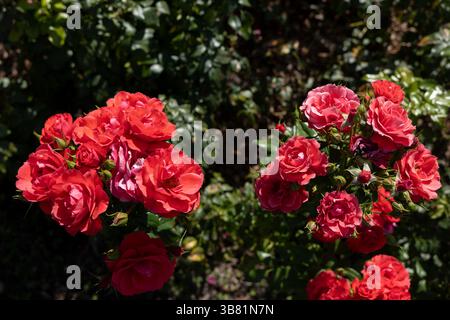 Fiori di rose rosse di Rosa L. Cherry Girl fioritura in agosto, pianta in fiore nella famiglia delle Rosaceae. Foto Stock