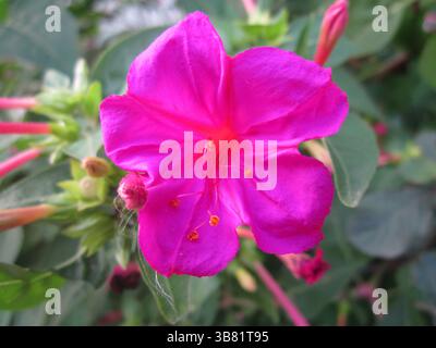 Una foto macro presenta un fiore dalle quattro vivaci colorazioni, i suoi petali rosa che incorniciano la delicata statura arancione, il tutto messo su un morbido bok naturale Foto Stock