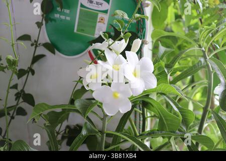 Foto accattivante che mostra i delicati fiori di Plumeria bianca, i loro centri gialli brillanti contrastano splendidamente con il lussureggiante fogliame circostante Foto Stock