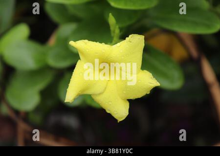 Uno splendido primo piano mostra un brillante fiore giallo di allamanda appena adornato con gocce di rugiada, completato da uno sfondo verde sfocato che lo esalta Foto Stock