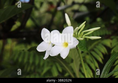 Catturati dalla luce naturale, due fiori bianchi di plumeria creano una scena tranquilla. Le gocce di rugiada si aggrappano delicatamente ai petali, su uno sfondo morbido Foto Stock