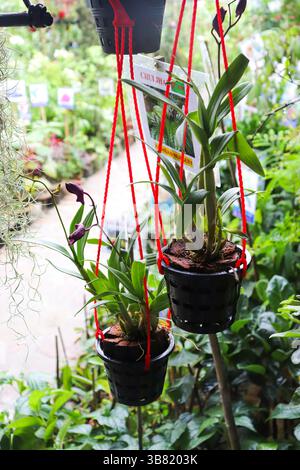 Due piante di orchidee con fiori viola scuro e foglie verdi sono coltivate in vasi neri sospesi da corde rosse, visibili all'interno di un vivaio all'aperto. Foto Stock