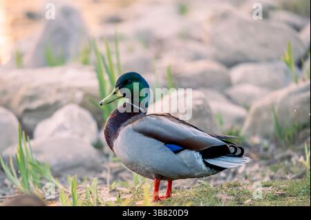 Un anatra al germoglio maschio in piedi su erba presso Rocks. Anas platyrhynchos Ritratto Foto Stock