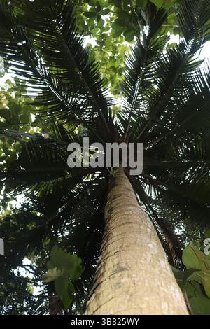 Prospettiva unica di un alto tronco di palma che si estende verso l'alto, incorniciato da fronde verdi vibranti e foglie circostanti, creando un agai naturale a baldacchino Foto Stock