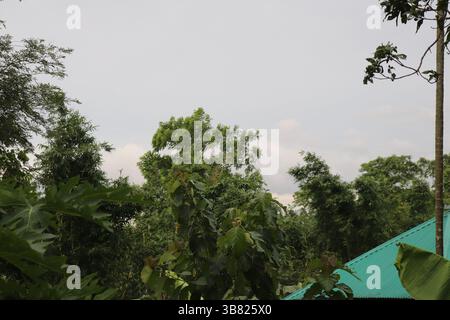 La luce naturale risplende sul verdeggiante baldacchino di alberi tropicali, completato dal tetto color tè sottostante. Fitti boschetti di bambù e varie piante a foglia verde Foto Stock