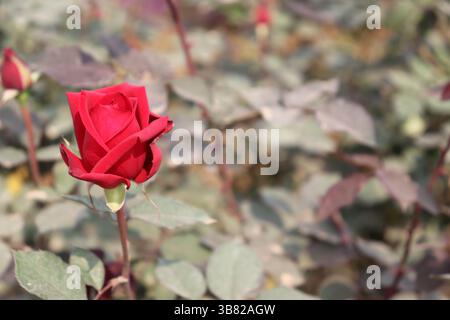 L'immagine vivace presenta una rosa rossa solitaria, i suoi petali vellutati che spiccano in mezzo a uno sfondo sfocato di foglie verdi e gambi delicati, un ambiente sereno Foto Stock