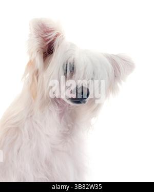 Il cane Crested cinese Powderpuff davanti a sfondo bianco Foto Stock
