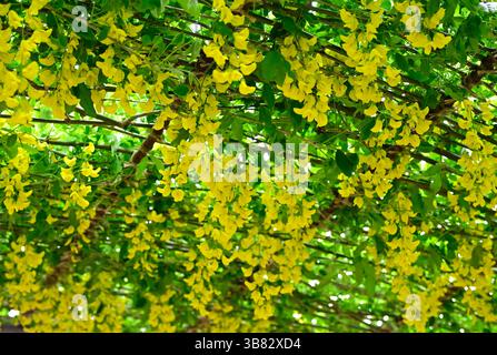Dettaglio dell'arco laburnum in fiore presso il giardino del National Trust Bodnant nel Galles maggio Foto Stock