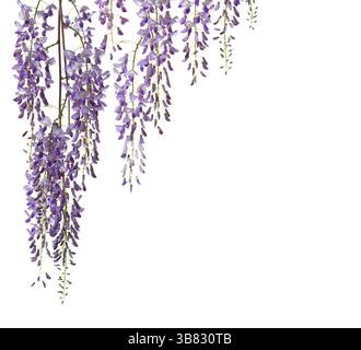 Rami di fiori di Wisteria isolati su sfondo bianco. Foto Stock