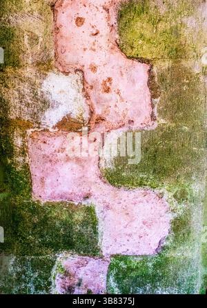Pietre raccolte in rosa presso l'abbazia di Lacock nel villaggio di Lacock, Wiltshire, Inghilterra, fu fondata all'inizio del XIII secolo come convento degli Augu Foto Stock