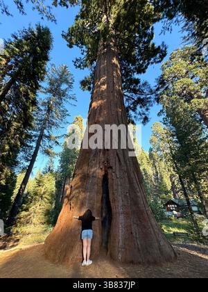 Ragazza in pantaloncini alle radici di un albero di sequoia che mostra le dimensioni reali dell'albero sullo sfondo del cielo blu e di altri alberi, verticale Foto Stock
