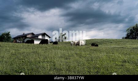Mucche che pascolano su una collina verde sotto cieli nuvolosi drammatici vicino a una fattoria. Una scena rurale che evoca l'agricoltura, la natura e la tranquilla vita di campagna. Foto Stock