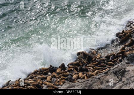 Un grande gruppo di leoni marini si sta rilassando su una costa rocciosa in California. Le onde si infrangono contro le rocce, creando una vivace atmosfera costiera Foto Stock