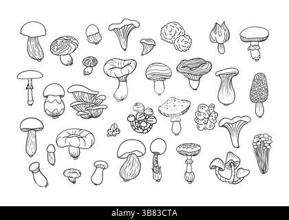 Set di icone a forma di fungo. Illustrazione vettoriale disegnata a mano di funghi commestibili. Collezione di funghi in stile sketch per la progettazione alimentare, il confezionamento, l'arredamento della cucina, Illustrazione Vettoriale