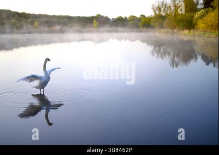 Bel cigno sullo stagno o su un lago. Vapore, nebbia, nebbia sull'acqua. Lund Skane Svezia Foto Stock