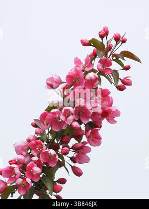 Ramo di mela che mostra fiori rosa in fiore, su sfondo bianco. Foto Stock