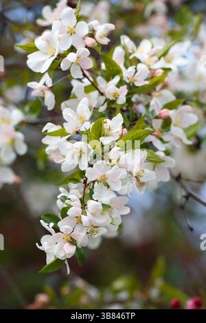 Ramo di mela che mostra fiori bianchi in piena fioritura. Foto Stock