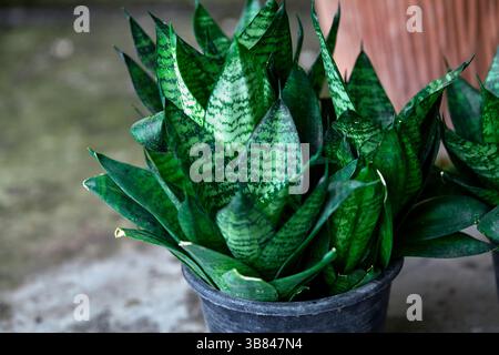 Sansevieria Trifasciata o pianta di serpente che cresce in vaso Foto Stock