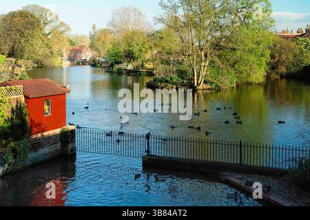 Ammira il lago, poco profondo, popolato da anatre e cigni, in una serata tranquilla al tramonto nel piccolo villaggio di Nafferton, Yorkshire, Regno Unito. Foto Stock