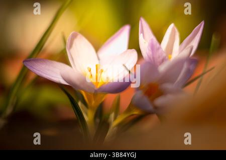 Un primo piano di crocchi in fiore con petali viola chiaro che passano a capi bianchi e giallo-arancio. Lo sfondo leggermente sfocato enha Foto Stock