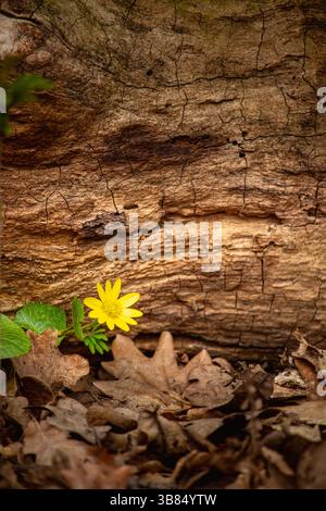 foto macro di un fiore giallo che cresce accanto a un grande pezzo di legno incrinato. Foto Stock