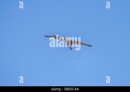 Un gabbiano è in volo con le sue ali spalmate, volando con grazia attraverso un cielo blu. L'immagine simboleggia la libertà e la bellezza della natura Foto Stock