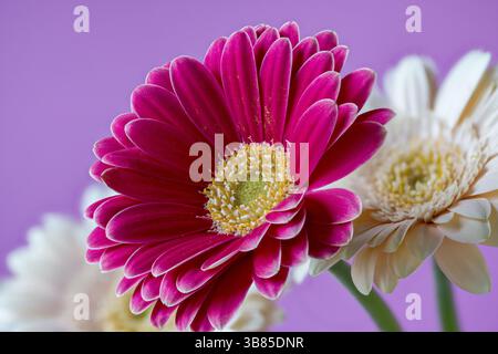 Un fiore rosso di gerbera, parzialmente sfocato davanti a gerberas bianco crema Foto Stock
