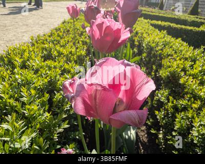 Tulipani rosa che fioriscono in un giardino formale in primavera Foto Stock