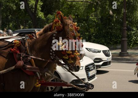 Cavalli andalusi decorati in tradizionale imbracatura passando attraverso il traffico di Siviglia durante la Feria de Sevilla 2025, Andalucía, Spagna. Foto Stock