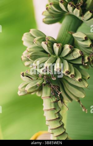 Le palme di banana fioriscono. Un grande fiore giallo. Piccole banane verdi su una palma. Banane non mature Foto Stock