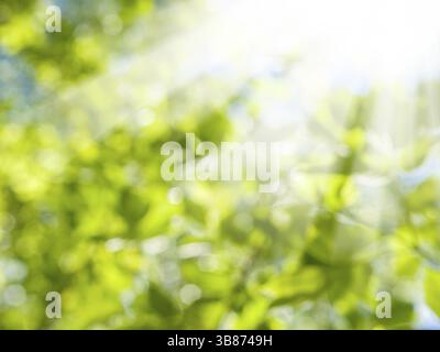 La bellissima natura sfondo sfocato. Bokeh di fondo verde. Primavera o estate sfondo con fresche foglie verdi e sun flares Foto Stock