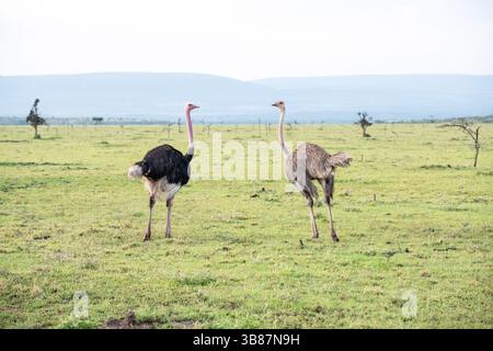 Struzzo comune (Struthio camelus), coppia corteggiante Foto Stock