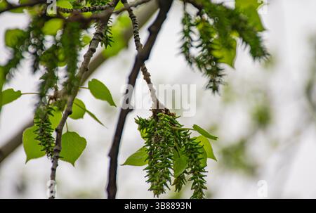 Primi alberi di pioppo primaverili Foto Stock