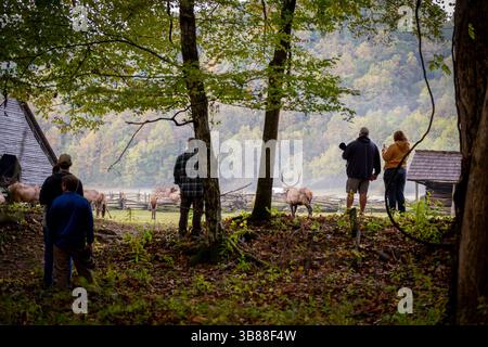 11 ottobre 2023, Cherokee, North Carolina, Stati Uniti: Un gruppo di visitatori, guarda un'alce sentita nei terreni di una vecchia fattoria adiacente al centro visitatori di Oconaluftee presso lo Smoky Mountains National Park. (Immagine di credito: © Carlos Paillacar/ZUMA Press Wire) Foto Stock