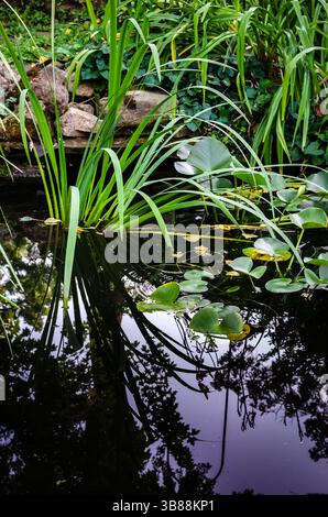 Vista verticale di un cortile posteriore riflettente, laghetto di pesci con piante d'acqua e rocce che mostrano il cielo pomeridiano e gli alberi circostanti. Foto Stock