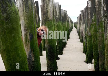Spiaggia di Wissant difese marine in legno con donne che sbirciano nel dipartimento di Pas-de-Calais nella regione francese degli Hauts-de-France Foto Stock