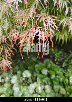Primo piano isolato di gocce d'acqua che gocciolano da una foglia d'acero verde: Dettagli freschi e naturali che catturano purezza, pioggia e bellezza botanica. Foto Stock
