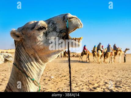 Primo piano della testa di un cammello con i denti visibili, paesaggio desertico e carovana di cammelli con turisti sullo sfondo, Nord Africa. Foto Stock