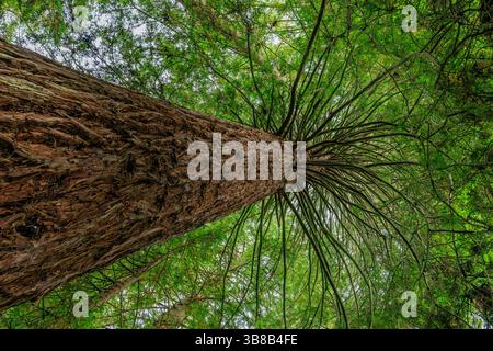 sdraiato nel bosco, guardando in alto la gigantesca sequoia con un lungo tronco e rami distesi nel boschetto commemorativo della sequoia di rotorua Foto Stock