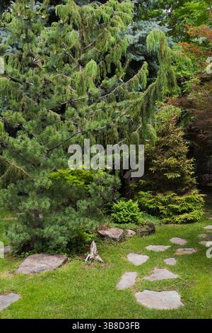 Sentiero in pietra con Pinus parviflora glauca - Pino bianco giapponese, Juniperus - Ginepro, Picea orientalis 'Skylands' - alberi di abete nel giardino sul retro. Foto Stock