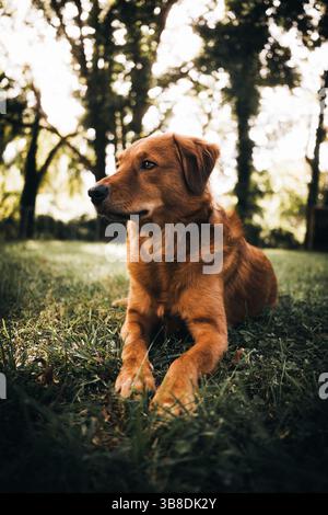 Cane Golden terrier che giace nel giardino d'erba durante l'autunno Foto Stock