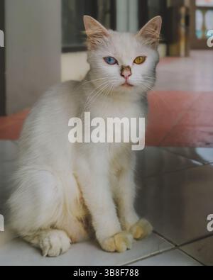 Un ritratto ravvicinato di un gatto bianco con eterocromia, che mostra un occhio blu e un occhio giallo. Foto Stock
