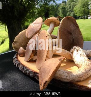Funghi familiari o funghi mangiabili, cappucci e gambi sul tagliere all'aperto in natura. Gruppo di scabrum Leccinum, comunemente noto come il gambo grezzo. Foto Stock